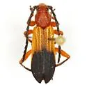 Elytroleptus divisus - photo 2