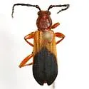 Elytroleptus divisus - photo 3