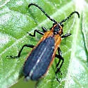 Elytroleptus floridanus
