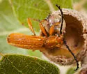 Elytroleptus ignitus - photo 4