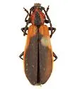 Elytroleptus immaculipennis