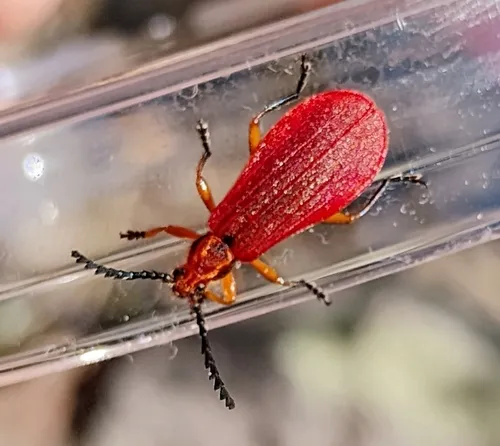 Elytroleptus limpianus