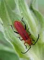 Elytroleptus luteus