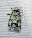 Emarginea dulcinea - Hodges#9719 - Emarginea dulcinea