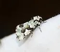 Beloved Emarginea Moth - Hodges#9718