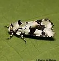 Beloved Emarginea Moth - Hodges#9718 - photo 3
