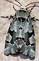 Beloved Emarginea Moth - Hodges#9718 - photo 4
