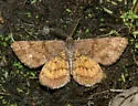 Cranberry Spanworm Moth - Hodges#6436