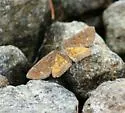 Cranberry Spanworm Moth - Hodges#6436 - photo 2