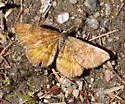 Cranberry Spanworm Moth - Hodges#6436 - photo 3
