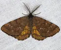 Cranberry Spanworm Moth - Hodges#6436 - photo 4