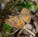 Cranberry Spanworm Moth - Hodges#6436 - photo 5