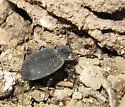Embaphion contractum