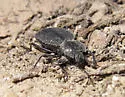 Embaphion contractum - photo 2