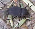 Embaphion contusum - Embaphion contusum