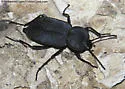 Embaphion contusum - photo 2