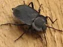 Embaphion contusum - photo 3