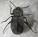Embaphion contusum - photo 4