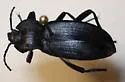 Embaphion elongatum