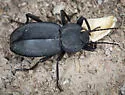 Embaphion elongatum - photo 2