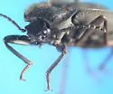 Embaphion elongatum - photo 4