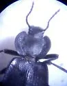 Embaphion glabrum