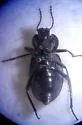 Embaphion glabrum - photo 2