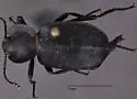 Embaphion glabrum - photo 3