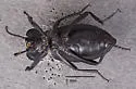 Embaphion glabrum - photo 4
