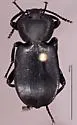 Embaphion glabrum - photo 5