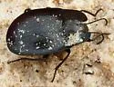 Embaphion muricatum