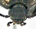 Embaphion muricatum - photo 3