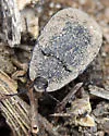 Embaphion muricatum - photo 4