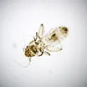 Embidopsocus bousemani