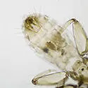 Embidopsocus bousemani - photo 2