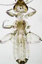 Embidopsocus bousemani - photo 3