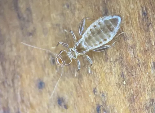 Embidopsocus enderleini