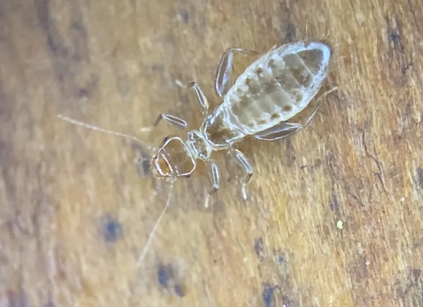 Embidopsocus enderleini - photo 3