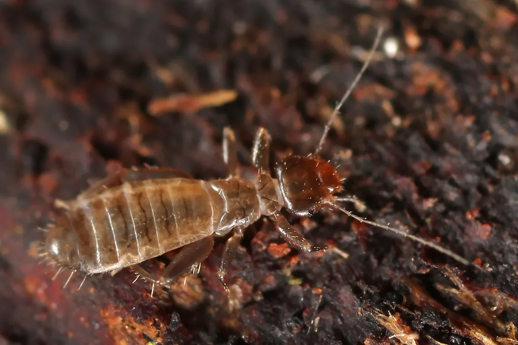 Embidopsocus laticeps - Embidopsocus laticeps