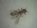 Embidopsocus needhami