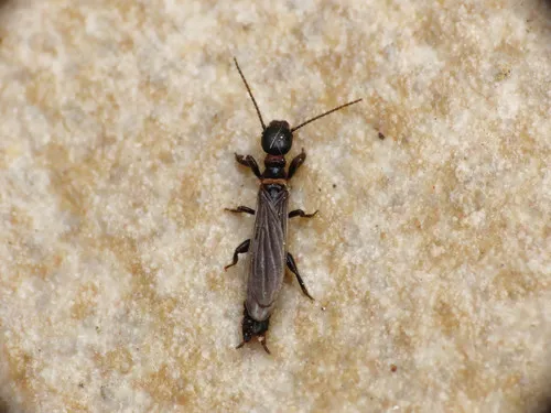 Embiidae - Embiidae