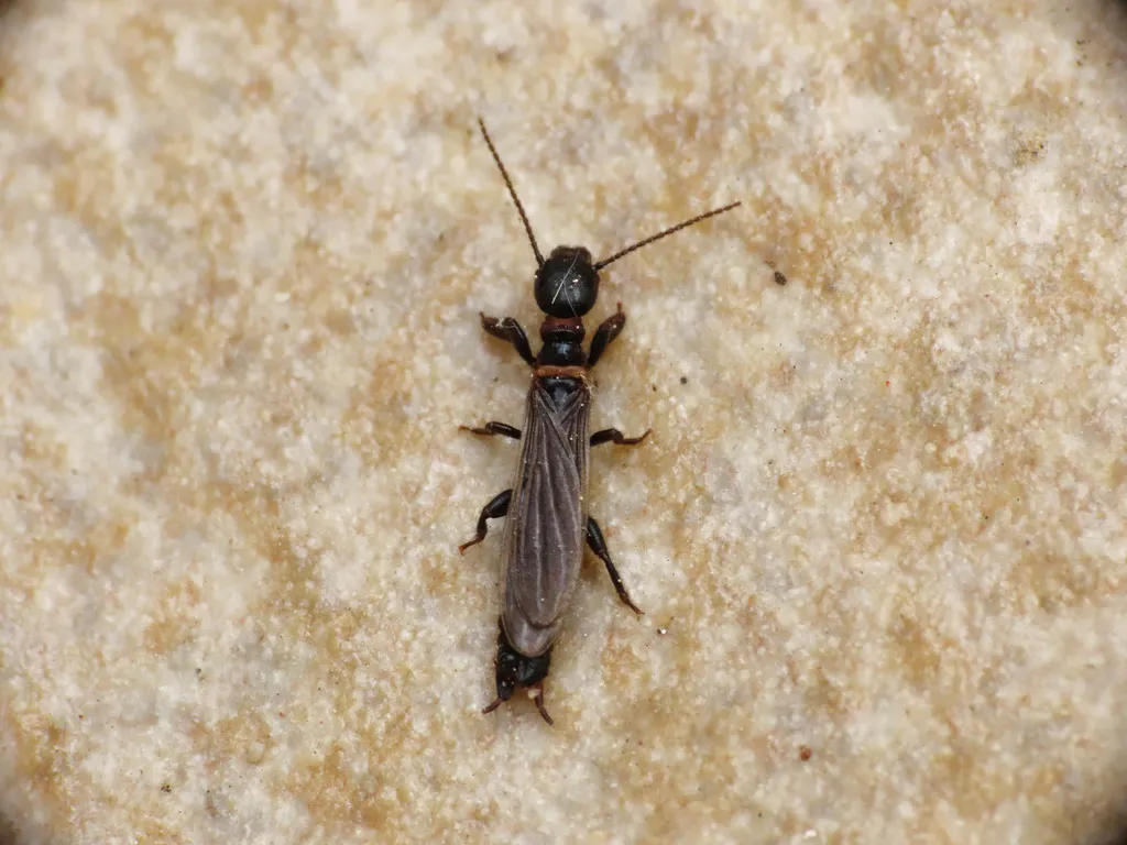 Embiidae - photo 2