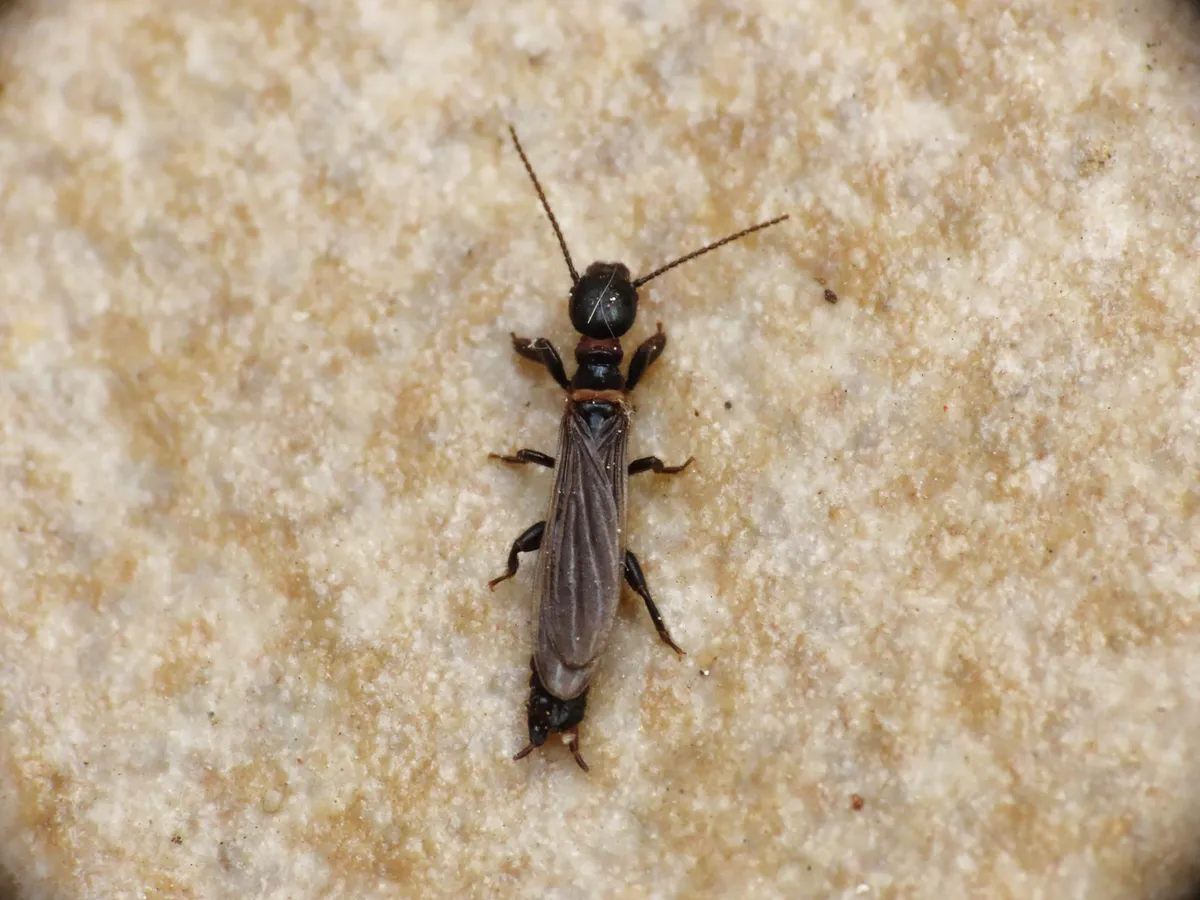 Embiidae - photo 3