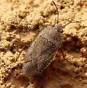 Sand Bug - photo 3
