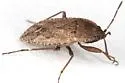 Sand Bug - photo 4