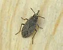 Sand Bug - photo 5