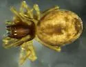 Emblyna annulipes