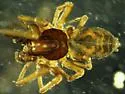 Emblyna annulipes - photo 2