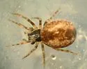 Emblyna annulipes - photo 3