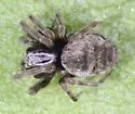 Emblyna annulipes - photo 4